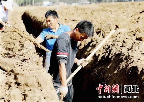 年产值16亿元 河北肃宁麻山药种植铺就“致富路”——中国新闻网河北