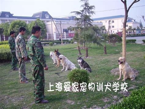 上海训犬基地 上海狗学校 上海训狗 上海宠物训练 上海宠物培训 上海爱家宠物训犬学校