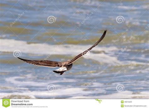 Vuelo De La Gaviota Sobre El Mar Imagen De Archivo Imagen De Libre