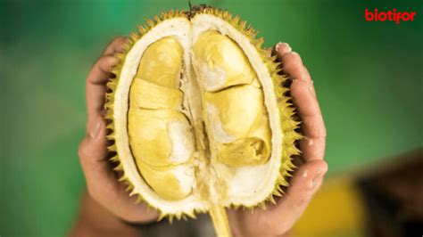 Cara Memilih Durian Yang Manis Dan Legit 100 Akurat Biotifor