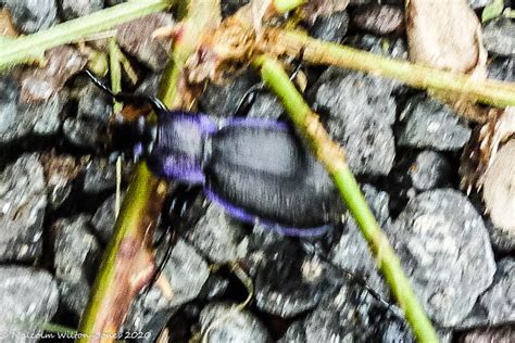 Violet Ground Beetle Project Noah