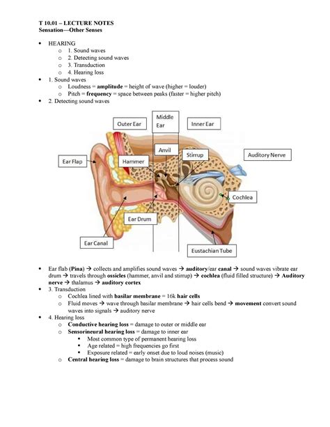 08 PSY Notes PSY Sensation Other Senses T 10 LECTURE NOTES