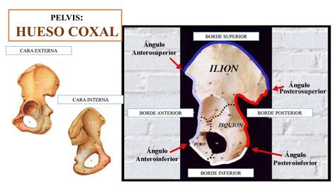 Pelvis Y Perin Ppt