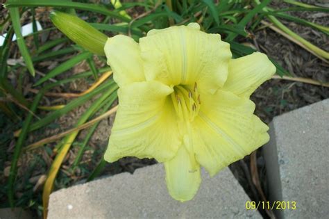 Photo Of The Bloom Of Daylily Hemerocallis Going Bananas Posted By