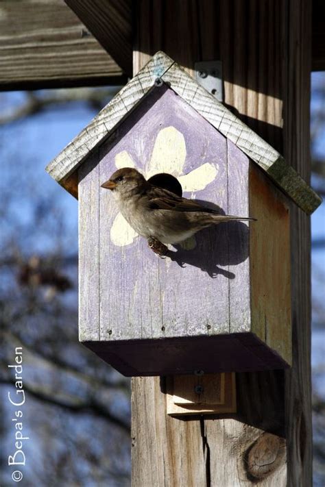 Bepa S Garden Building A Backyard Habitat Birdhouse Plans Bird