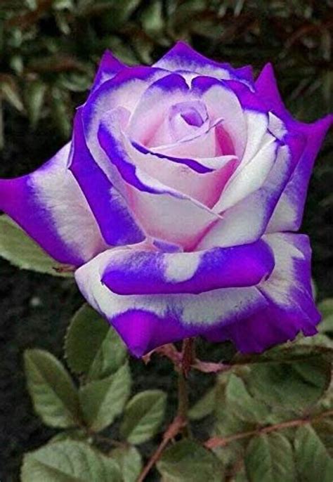 Seeds Purple Haze Rose Seeds Perennial Authentic Etsy