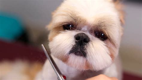 Shih Tzu Haircuts How To Make A Round Head Youtube