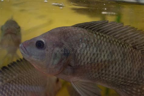 Nile Tilapia Oreochromis Niloticus En Acuario Foto De Archivo Imagen De Sano Primer 271135894