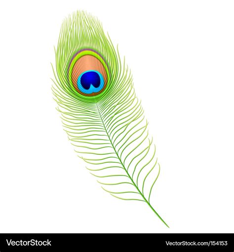 Peacock Feather Royalty Free Vector Image VectorStock