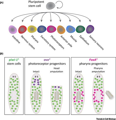 Types Or States Cellular Dynamics And Regenerative Potential Trends