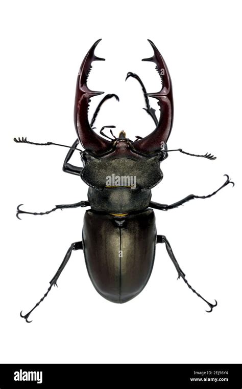 Escarabajo De Ciervo Aislado Sobre Fondo Blanco Lucanus Cervus