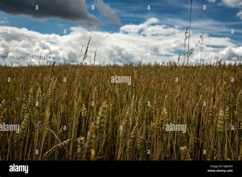 Korn hi-res stock photography and images - Alamy