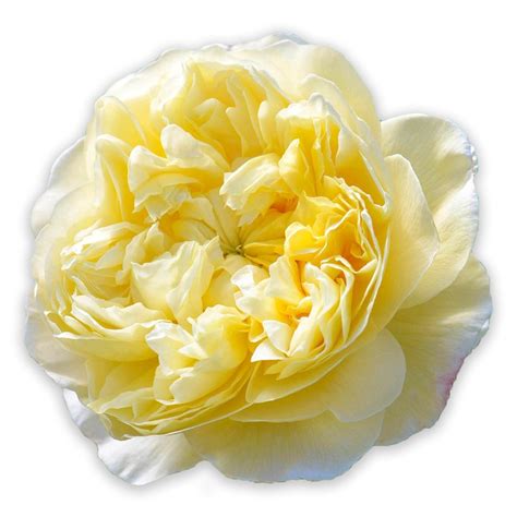 how to cut back roses for winter 6