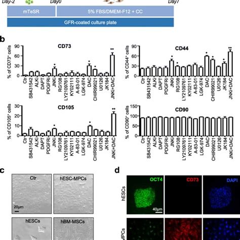 High Efficiency Generation Of Homogeneous Hesc Mscs A Schematic Of