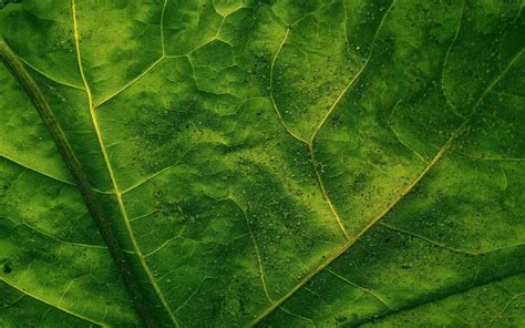 Imagenes Hilandy Fondo De Pantalla Naturaleza Hojas Verde