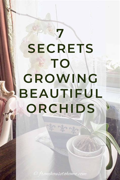 Orchid Care: 7 Surprising Things You Didn't Know About Growing