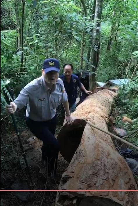 緝捕山老鼠 破獲百年牛樟木盜伐案 社會 中時