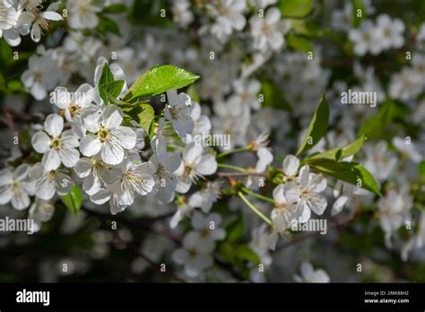 Prunus Cerasus Flowering Tree Flowers Group Of Beautiful White Petals