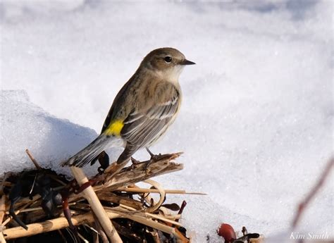 Yellow Rumped Warbler Immature Kim Smith Films