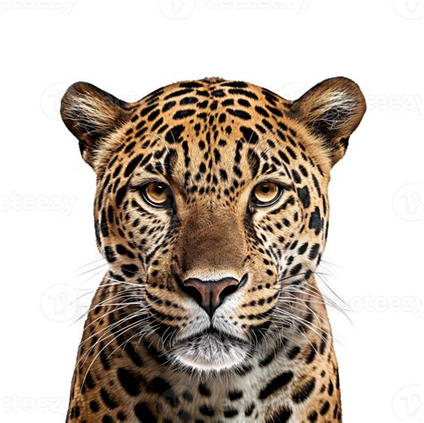 Jaguar Isolated On Transparent Background Created With Generative Ai