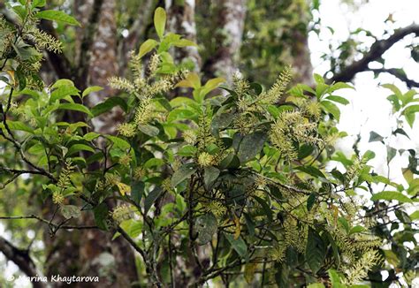 Trees Of Tropical Asia Helicia Sp