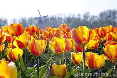 Dutch Tulip Fields Royalty-Free Stock Image | CartoonDealer.com #19351234