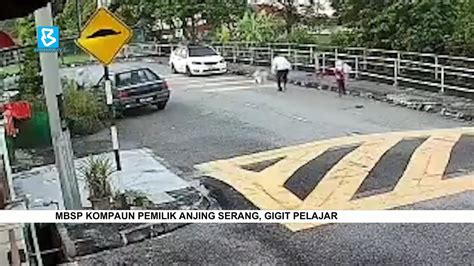 Mbsp Kompaun Pemilik Anjing Serang Gigit Pelajar Youtube