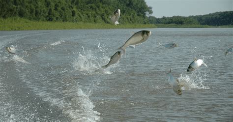 Invasive carp continue to pose threat | Friends of the Mississippi River