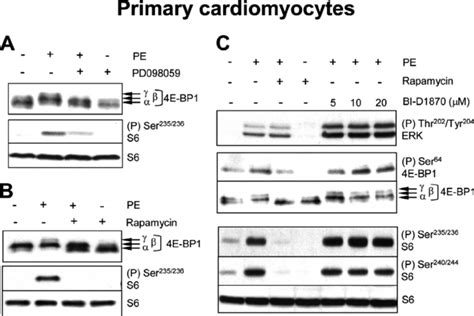 The P Rsk Inhibitor Bi D Does Not Impair Pe Induced Activation