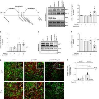 Tlr Agonist Poly I C Induces Fibronectin Aggregation In Organotypic