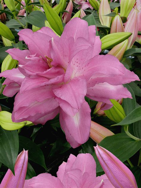 Lily Lotus Dream | Bluestone Perennials
