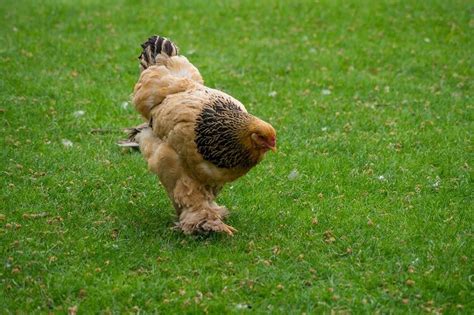 Complete Cochin Chicken Guide: 6 Must Read Facts | Chickens And More