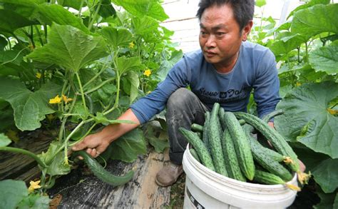 人们通常吃的黄瓜原来是这么种植出来的，涨知识温室藤蔓小黄瓜新浪新闻