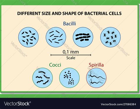 Bacteria Sizes