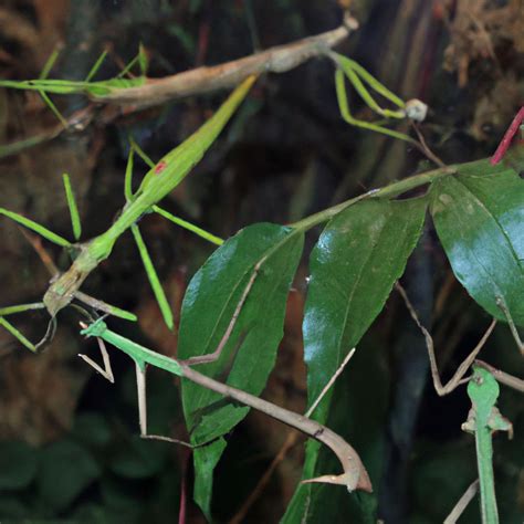 What Size Are Stick Insects Pet Brilliant