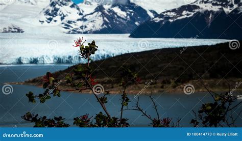 El calafate glacier stock image. Image of glacier, travel - 100414773