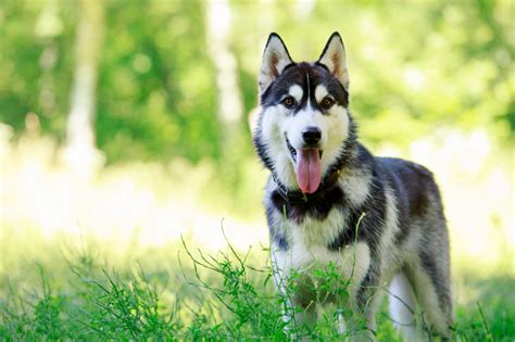 Preço do Husky Siberiano veja custos onde comprar e dicas Guia Animal