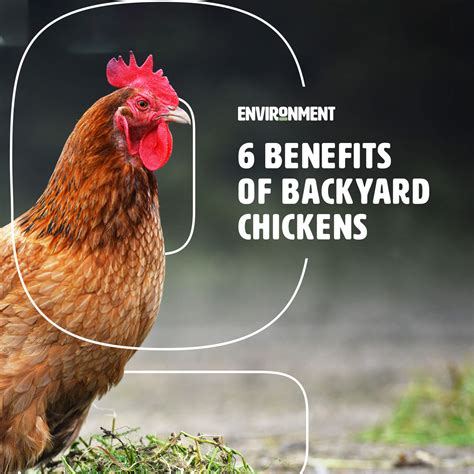 6 Benefits Of Backyard Chickens Environment Co