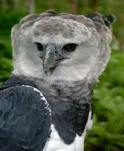 Biodiversity of Peru: AGUILA ARPIA