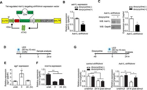 Knockdown Of Ash L Reduced Neuronal Activity Induced Repression Of