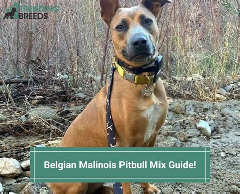 The Best Belgian Malinois Pitbull Mix Guide! (2022)