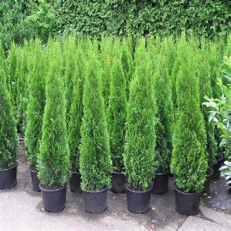 Thuja Smaragd Lebensbaum Ab Baumschule Bestellen Thuja Smaragd Hecke