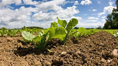 Tips On Establishing High Yielding Sugar Beet Crops Farmers Weekly