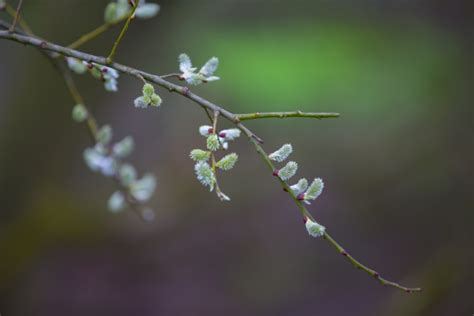 Pussy Willow Twigs Free Stock Photo Public Domain Pictures
