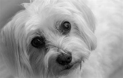 Premium Photo Close Up Portrait Of Maltese Dog