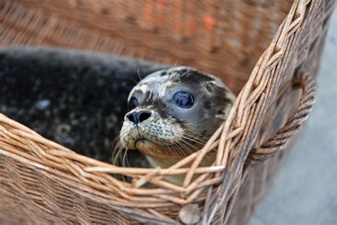 Seehundstation Friedrichskoog Erster Heuler Des Jahres Aufgenommen