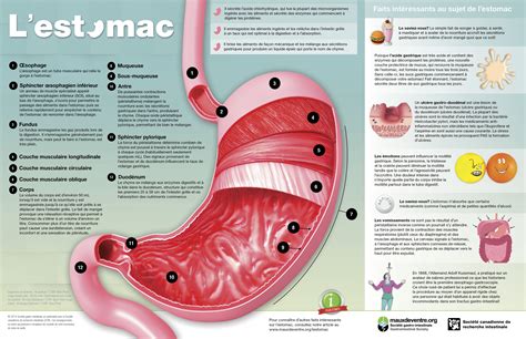 Lestomac Société Gastro Intestinale