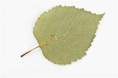 White Birch Leaf Stock Photo - Download Image Now - Birch Tree, Green Color, Horizontal - iStock