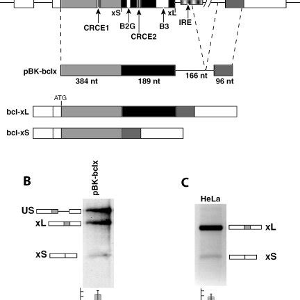 Alternative Splicing Of Bcl X A Schematic Representation Of The