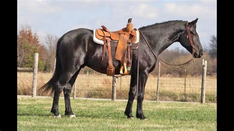 Jet- Black Quarter Horse Friesian Cross Gelding Fancy and Gentle for Anyone! - YouTube